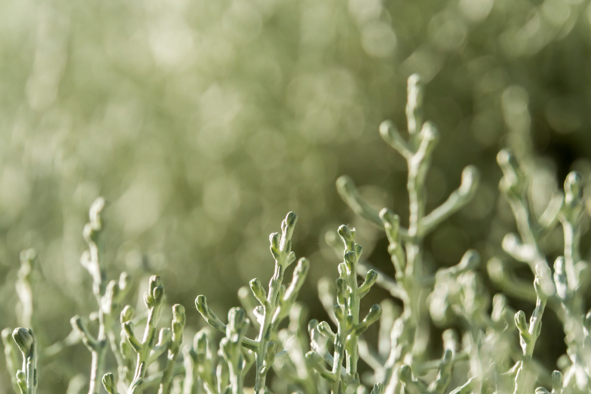 Leucophyta Brownii Background