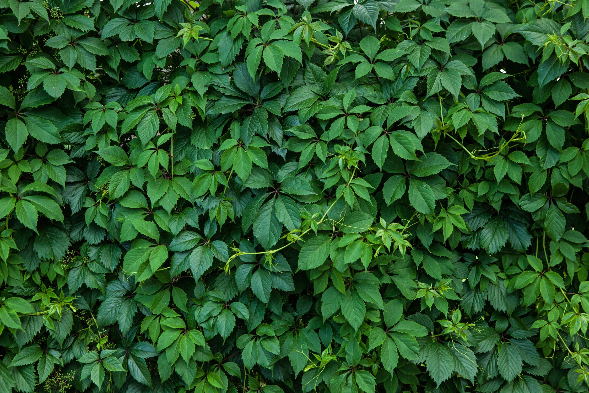 climbing plant ampelopsis