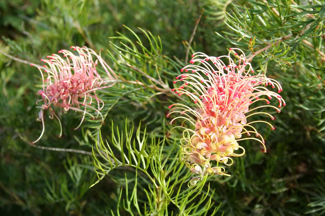 Grevillea